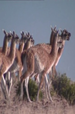 Guanacos: camels without humps