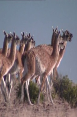 Guanacos: camellos sin joroba