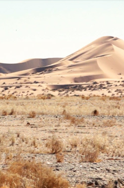 New Africa: Life in the Desert