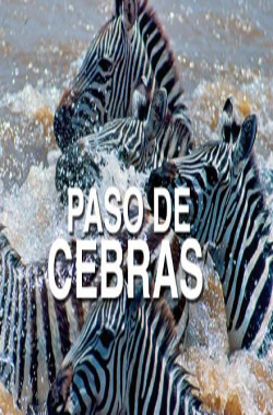 Paso de cebras