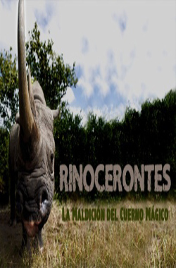 Rinocerontes, la maldición del cuerno mágico